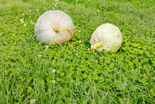 Two Pumpkins In The Green Grass