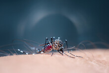 Macro Of Mosquito (Aedes Aegypti) Sucking Blood