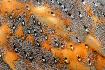 feather bar owl detail.beautiful close-up detail of barn owl plumage. barn owl, tyto alba, nice bird