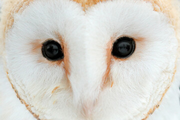 Owl close-up eye detail portrait white bird. Barn owl from Czech Republic. Detail of plumage feather with bill. Wildlife scene from nature. Head portrait of vute bird.
