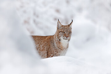 Wall Mural - Lynx, winter wildlife. Cute big cat in habitat, cold condition. Snowy forest with beautiful animal wild lynx, Poland. Eurasian Lynx nature running, wild cat in the forest with snow.