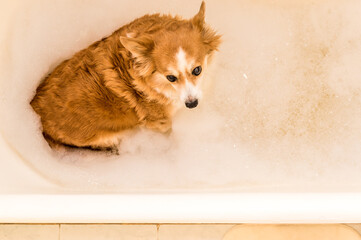 Wall Mural - dog is washed in a bathtub full of bath foam