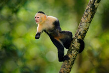 Monkey Jump. White-headed Capuchin, Black Monkey Jumping From Tree Branch In The Dark Tropical Forest. Wildlife Of Costa Rica. Travel Holiday In Central America. Tropic Nature, Capuchin In The Habitat