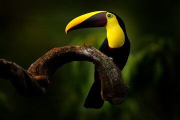 Wall Mural - chesnut-mandibled toucan sitting on the branch in tropical rain with green jungle in background. wil