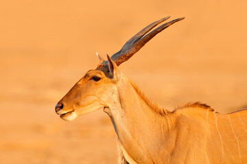 Eland anthelope, Taurotragus oryx, big brown African mammal in nature habitat. Eland in green vegetation, Mana Pools NP, Zimbabwe. Wildlife scene from nature. Detail close-up portrait with antler.