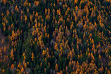 Mixed forest in the mountain, green ad orange.  Beautiful orange and red autumn forest, many trees on the orange hills, Switzerland in Alps, Europe.