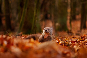 Wall Mural - Otter, autumn orange wildlife. Eurasian otter, Lutra lutra, detail portrait of water animal in the nature habitat, Germany, water predator. Animal from the river, wildlife from Europe.