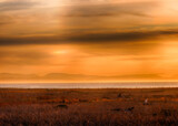 Fototapeta Sawanna - Beautiful HDR sunset l