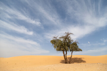 Wall Mural - Lonely tree in the desert in the UAE in a cloudy day