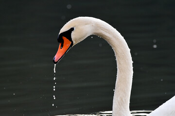 Schwan in Nahaufnahme