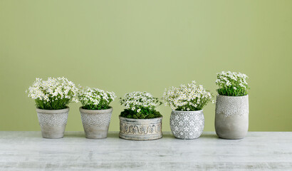 Canvas Print - Saxifraga arendsii (Schneeteppich) flowers on green background