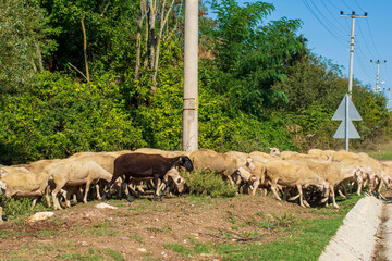 herd of sheep on pasture