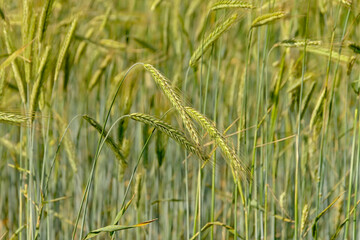 unripe green wheat spikes, agriculture background, close-up, selective focus - triticum 