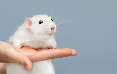 Sticker - cute rat on human hand