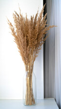 Vertical Dry Pampas Grass Reed In Stylish Glass Vase Against White Wall. Minimal Interior Decor Concept.  Cozy Home With Dried Fluffy Plants. Abstract Decoration, Minimalism Style