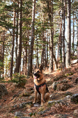 Beautiful purebred adult dog in harness and collar sits on path in forest and enjoys views with his tongue hanging out. German Shepherd black and red color in pine forest.