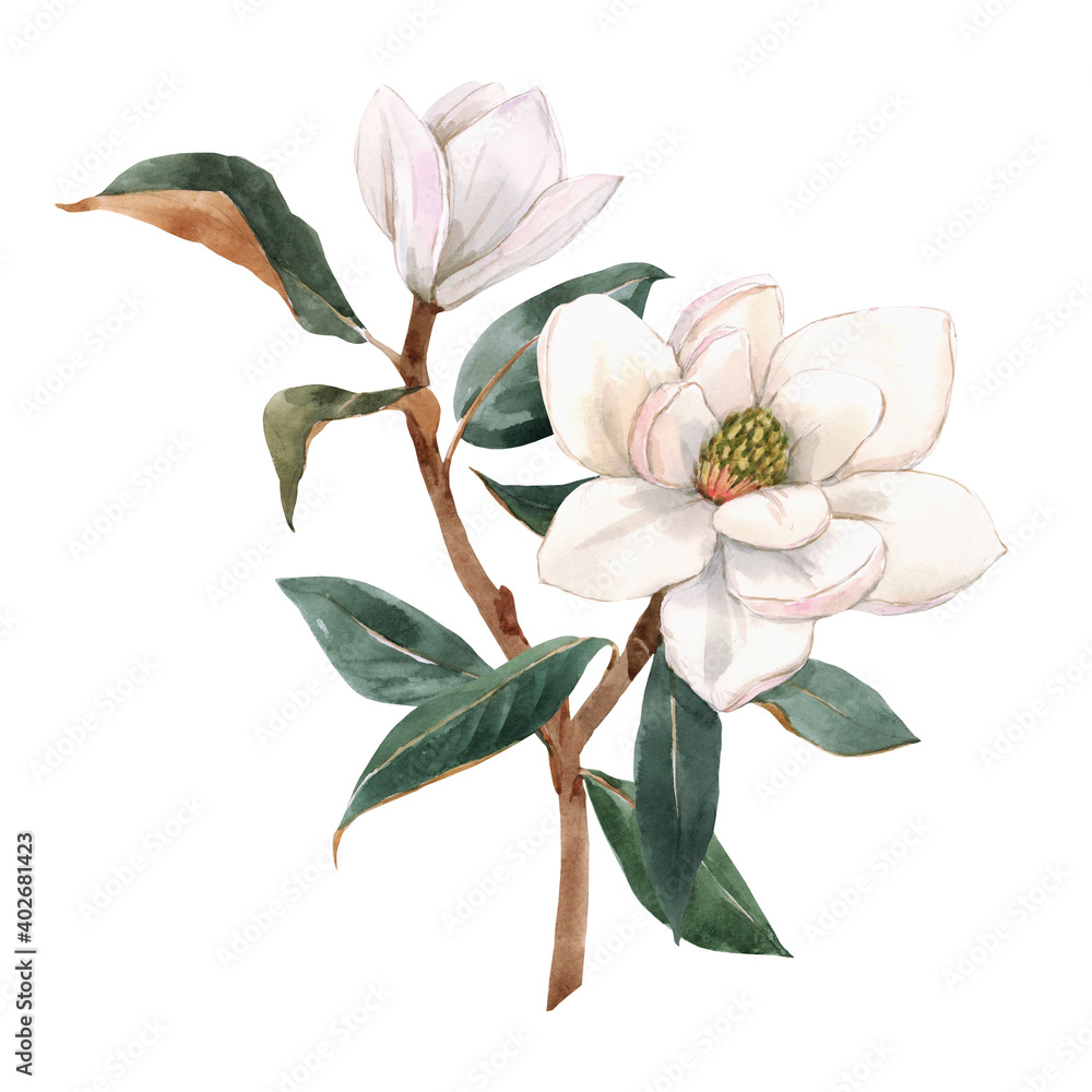 Beautiful stock illustration with hand drawn watercolor gentle white magnolia flowers. - obrazy, fototapety, plakaty 