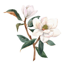 Beautiful Stock Illustration With Hand Drawn Watercolor Gentle White Magnolia Flowers.
