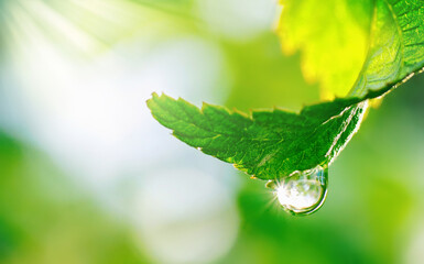 Wall Mural - Spring natural background. Big drop of water with sun glare on leaf sparkles in sunlight in beautiful environment, macro. Beautiful artistic image of beauty and purity of nature.