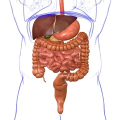 Wall Mural - Human Digestive System Anatomy For Medical Concept 3D Rendering