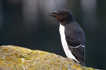 Wall Mural - Razorbill calling with open beak and standing on a rock. Animal wildlife of Iceland. Black and white feathered seabird perched on a cliff from side view with copy space.