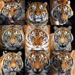 Collage of nine photos a Tiger portrait