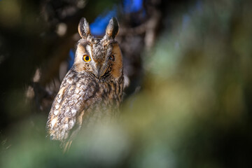 Wall Mural - Owl sit in a tree and looking on the the camera