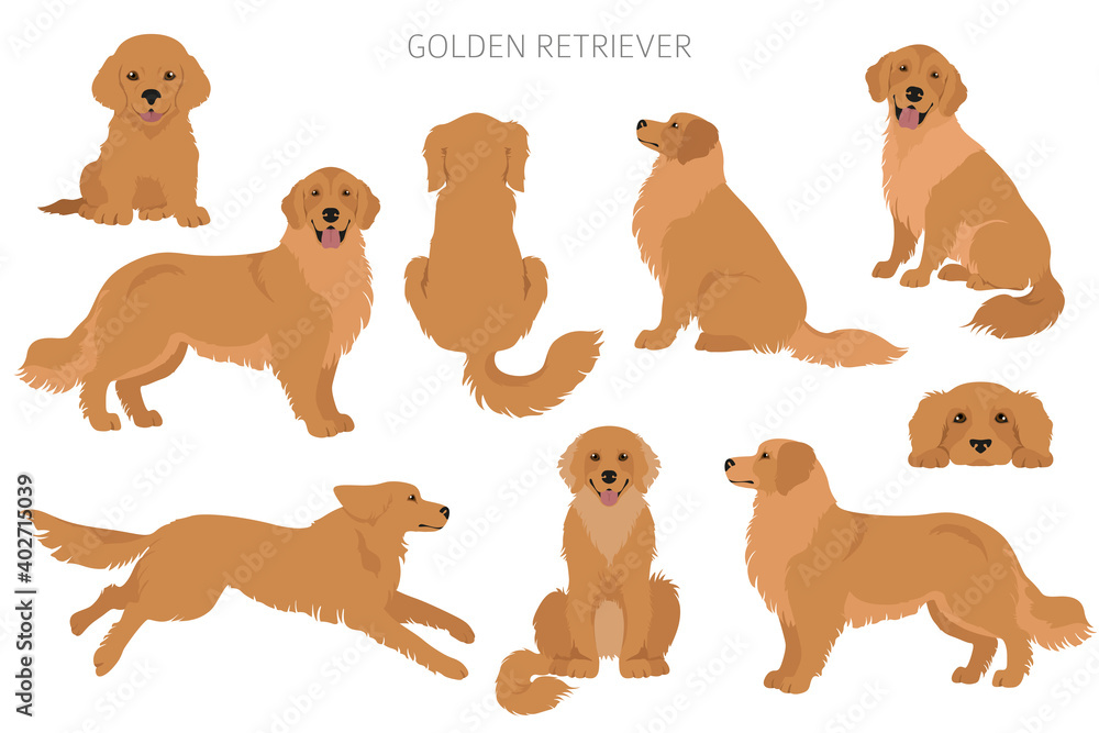 Golden retriever dogs in different poses and coat colors. Adult goldies and puppy set - obrazy, fototapety, plakaty 