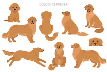 Golden Retriever Dogs In Different Poses And Coat Colors. Adult Goldies And Puppy Set