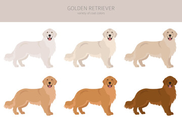 Wall Mural - Golden retriever dogs in different poses and coat colors. Adult goldies and puppy set