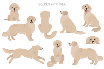 Wall Mural - Golden retriever dogs in different poses and coat colors. Adult goldies and puppy set