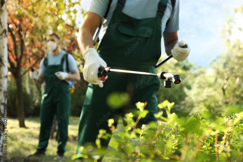 Workers spraying pesticide onto green bush outdoors, closeup. Pest control - obrazy, fototapety, plakaty 