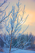 winter landscape, tree branch covered with snow at dawn background