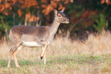 Wall Mural - fallow deer, dama dama, female standing on field in autumn nature. spotted hind looking with leg up 