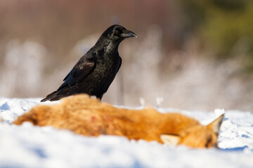 Wall Mural - Common raven, corvus corax, standing next to prey in wintertime nature. Black bird looking on snow in winter. Dark feathered animal observing on white field with dead fox.