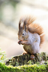 Wall Mural - red squirrel, sciurus vulgaris, eating nut on wood in springtime nature. fluffy mammal biting on mos