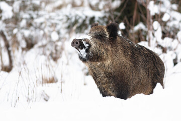 Wall Mural - wild boar, sus scrofa, sniffing on snow in winter nature. brown mammal smelling on snowy field in wi