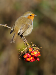 Poster - Robin, Erithacus rubecula