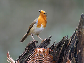 Poster - Robin, Erithacus rubecula