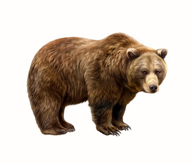 the brown bear (ursus arctos)