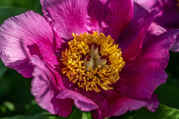 Wall Mural - Close up of a pink Chinese peony flower