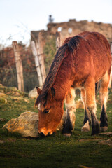 Wild horses eating grass at mount Jaizkibel, Basque Country.	