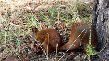 Wall Mural - Red squirrel eating a nut on a background of green grass.