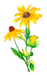 Hand drawn watercolour illustration of bouquet of yellow and green rudbeckia isolated on white background.