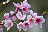 Fototapeta Storczyk - A peach blossoms on a tree branch