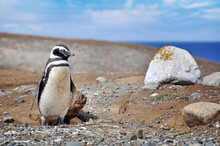 Magellanic Penguin On The Shores Of The Magdalena Island, During A Sunny Day With A Blue Sky Covered By White Clouds.