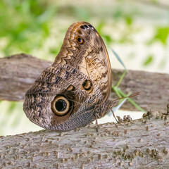 Wall Mural - Butterfly with brown wings called Idomeneus giant owl