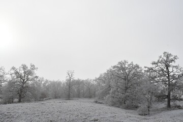 Canvas Print - Snowy Field with Trees