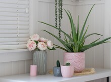 Potted House Plants In White Room With Succulents Aloe Vera And Peony Flowers In Pink Flower Pots