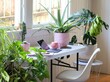 working from home at desk with laptop and potted house plants
